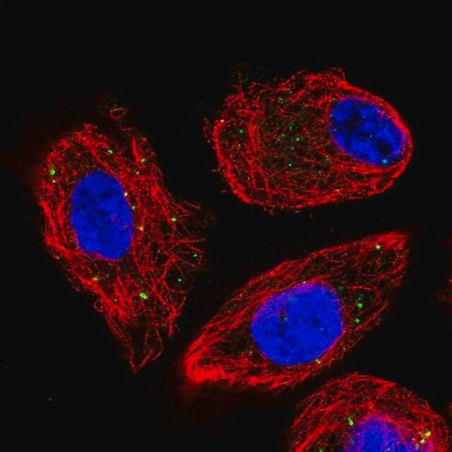 Anti-CLCN4 antibody produced in rabbit