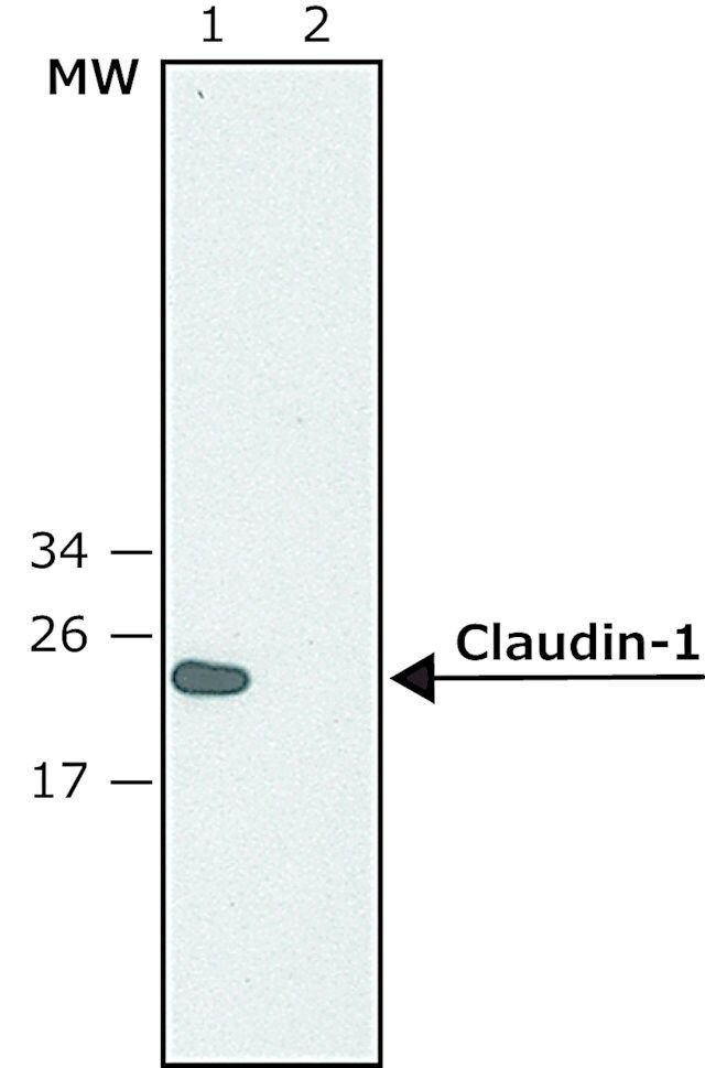 Anti-Claudin-1 (C-terminal) antibody produced in rabbit