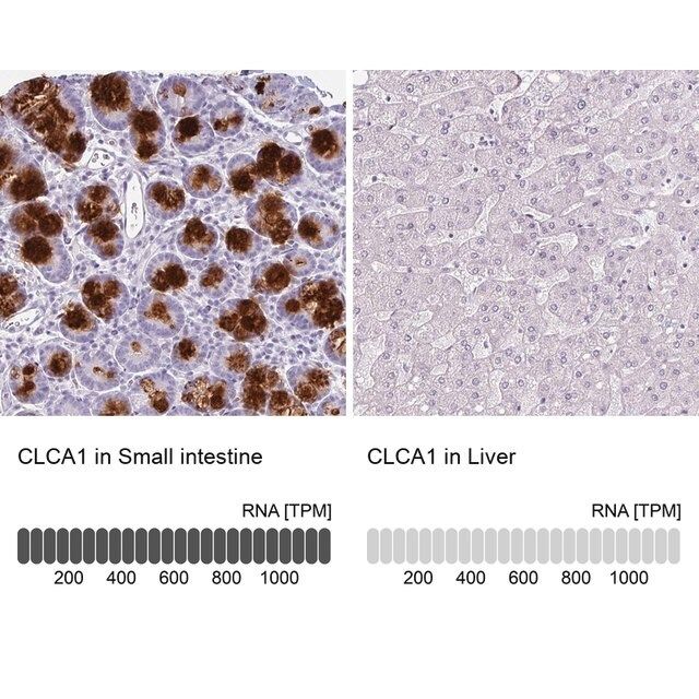 Anti-CLCA1 antibody produced in rabbit