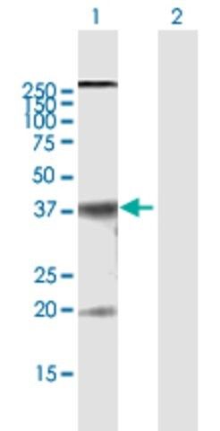 Anti-CLDN10 antibody produced in mouse