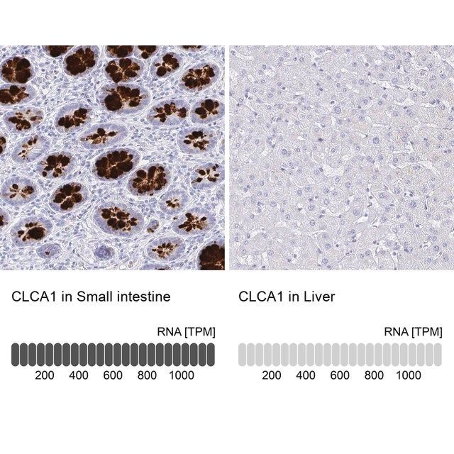 Anti-CLCA1 antibody produced in rabbit