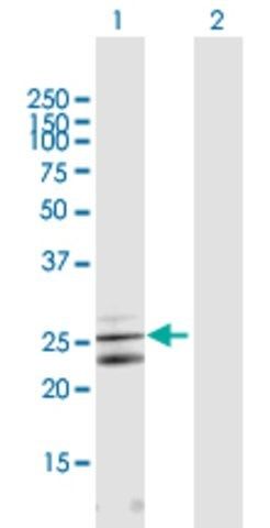 Anti-CLCF1 antibody produced in mouse