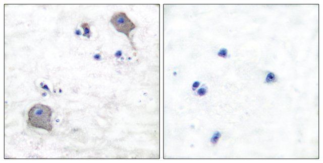 Anti-Claudin 5, C-Terminal antibody produced in rabbit