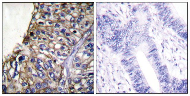 Anti-Claudin 7 antibody produced in rabbit