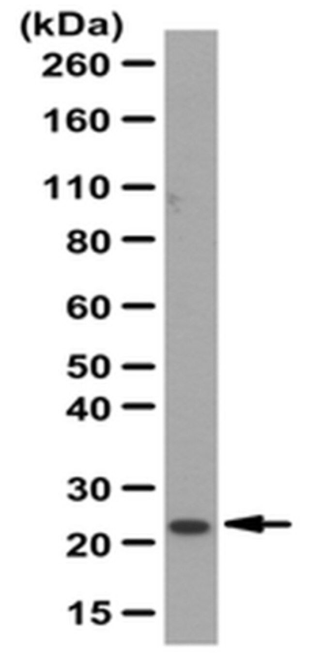 Anti-Claudin-11 Antibody