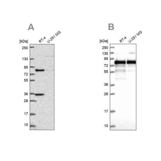 Anti-CLINT1 antibody produced in rabbit