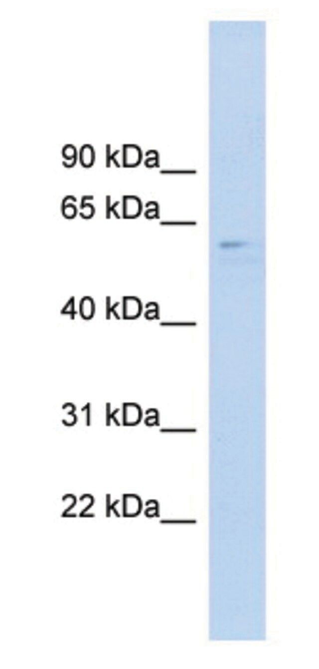 Anti-CLK4 (N-terminal) antibody produced in rabbit