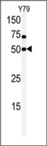 Anti-CLK1 (N-term) antibody produced in rabbit