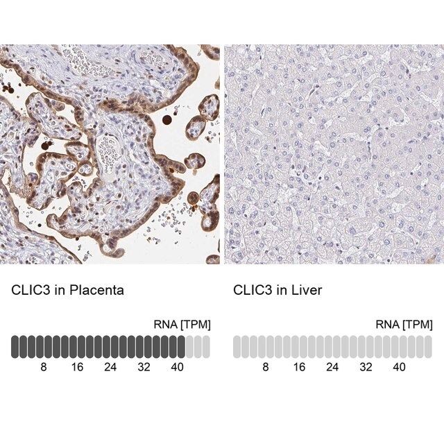 Anti-CLIC3 antibody produced in rabbit