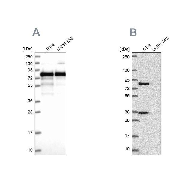 Anti-CLINT1 antibody produced in rabbit