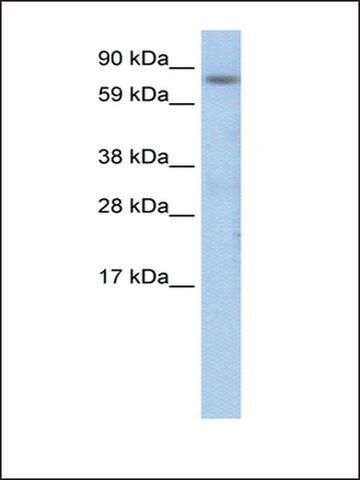 Anti-CEBPZ antibody produced in rabbit