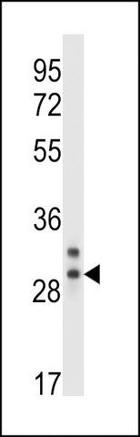 ANTI-CELA2A (C-TERM) antibody produced in rabbit