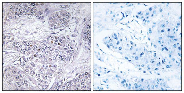 Anti-CEBPG antibody produced in rabbit