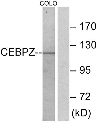 Anti-CEBPZ antibody produced in rabbit