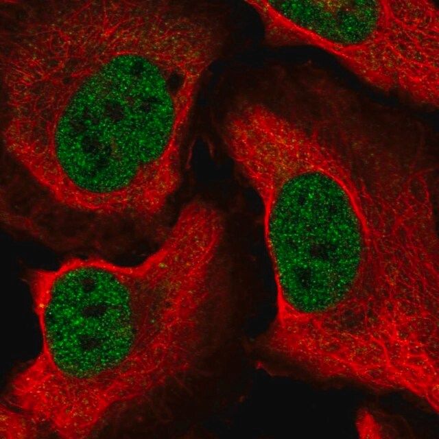 Anti-CELF1 antibody produced in rabbit