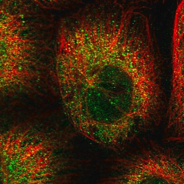 Anti-CEP89 antibody produced in rabbit