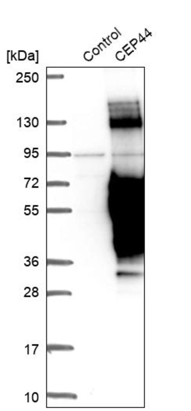 Anti-CEP44 antibody produced in rabbit