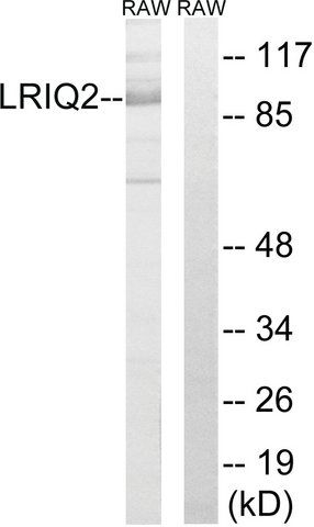 Anti-CEP97 antibody produced in rabbit