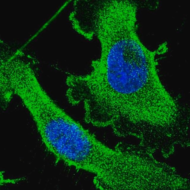 Anti-CEP89 antibody produced in rabbit