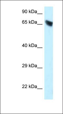 Anti-CES3 antibody produced in rabbit