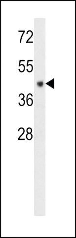 ANTI-CF150 (CENTER) antibody produced in rabbit