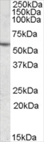 Anti-CES1 antibody produced in goat