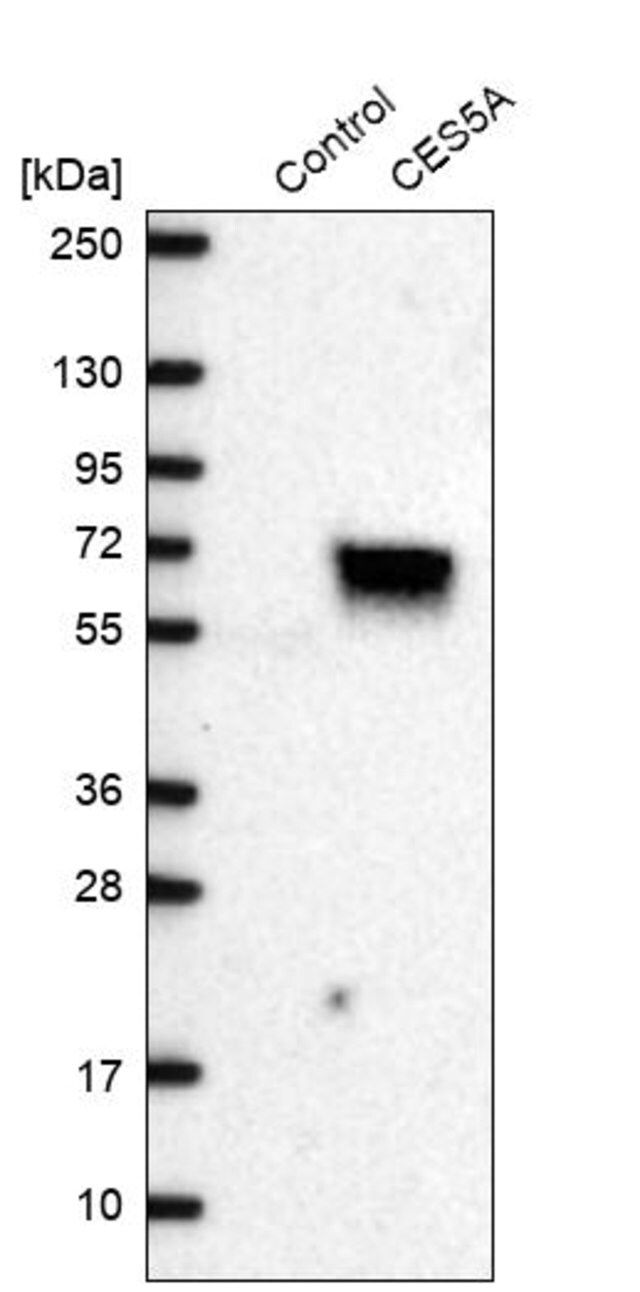 Anti-CES5A antibody produced in rabbit