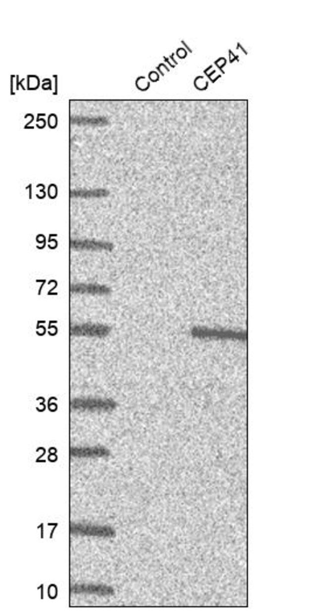 Anti-CEP41 antibody produced in rabbit