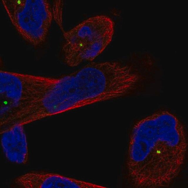 Anti-CEP250 antibody produced in rabbit