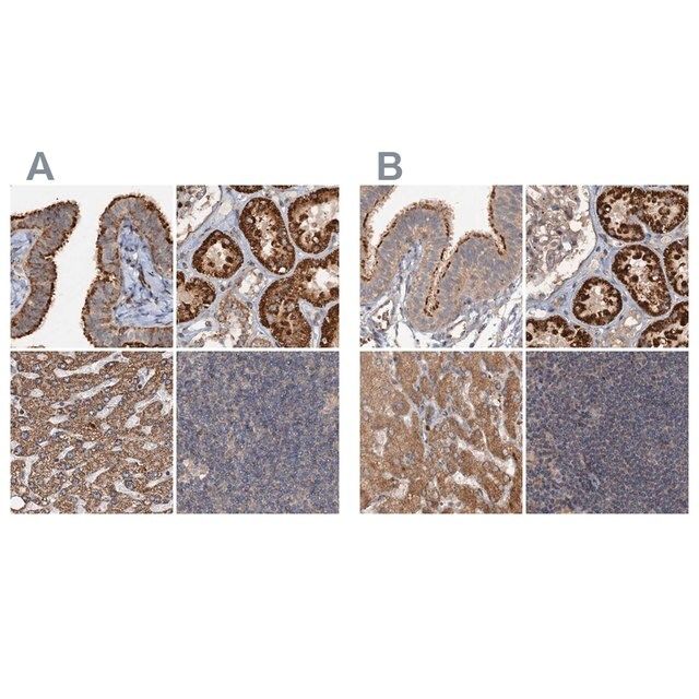 Anti-CEP68 antibody produced in rabbit