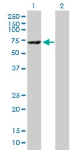 Anti-CES1 antibody produced in mouse