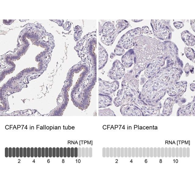 Anti-CFAP74 antibody produced in rabbit