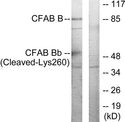 Anti-CFAB Bb (Cleaved-Lys<sup>260</sup>) antibody produced in rabbit