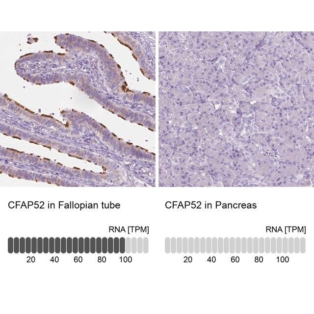 Anti-CFAP52 antibody produced in rabbit