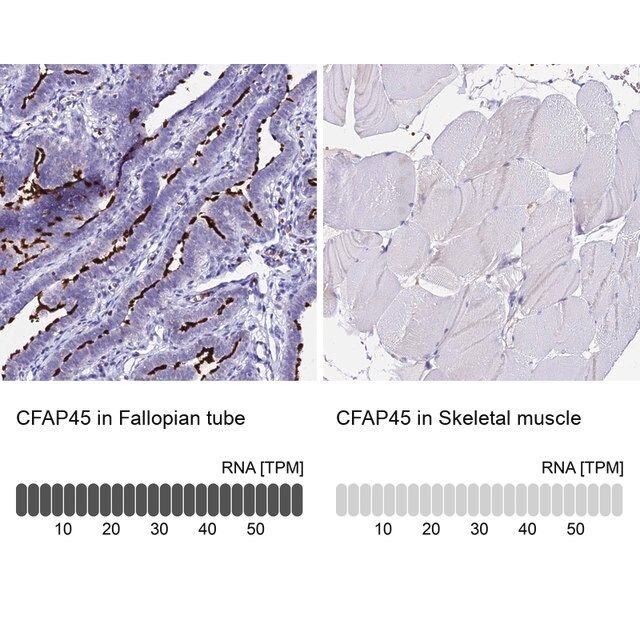 Anti-CFAP45 antibody produced in rabbit