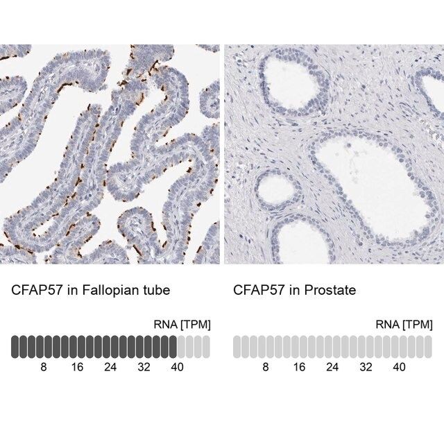 Anti-CFAP57 antibody produced in rabbit