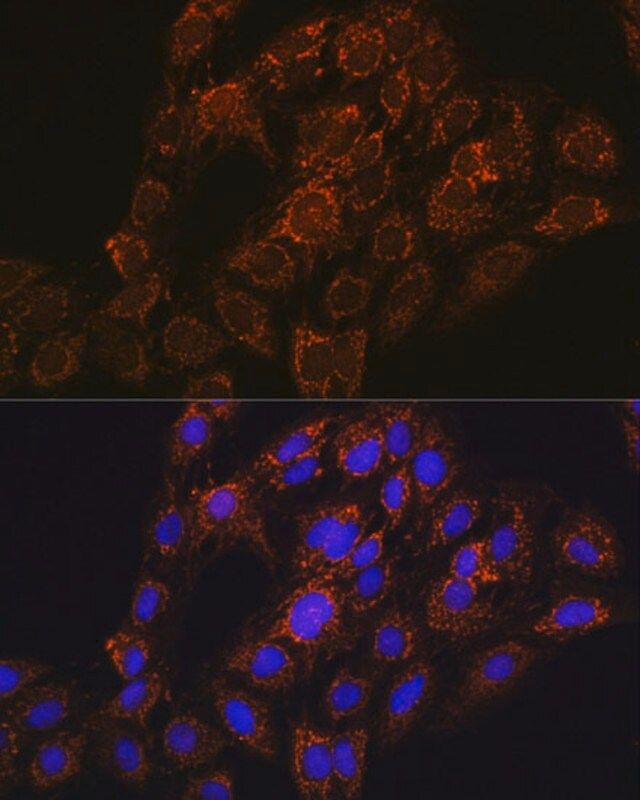 Anti-CHCHD2 antibody produced in rabbit