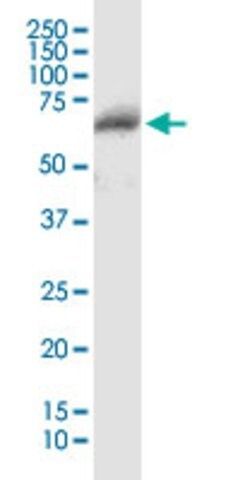 Anti-CFHL5 antibody produced in mouse