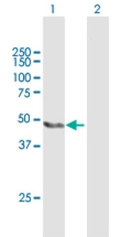 Anti-CFH antibody produced in mouse