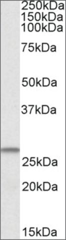 Anti-CHCHD3 antibody produced in goat