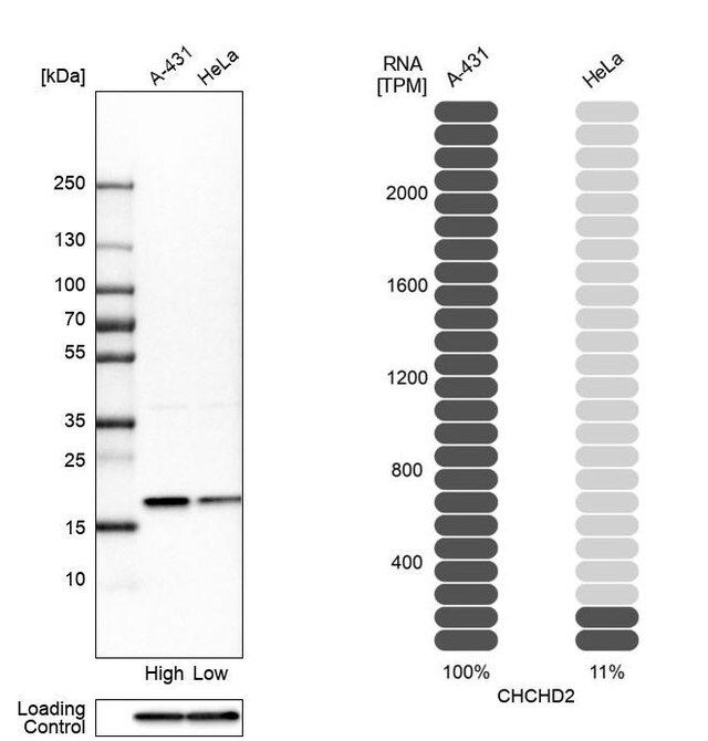 Anti-CHCHD2 antibody produced in rabbit