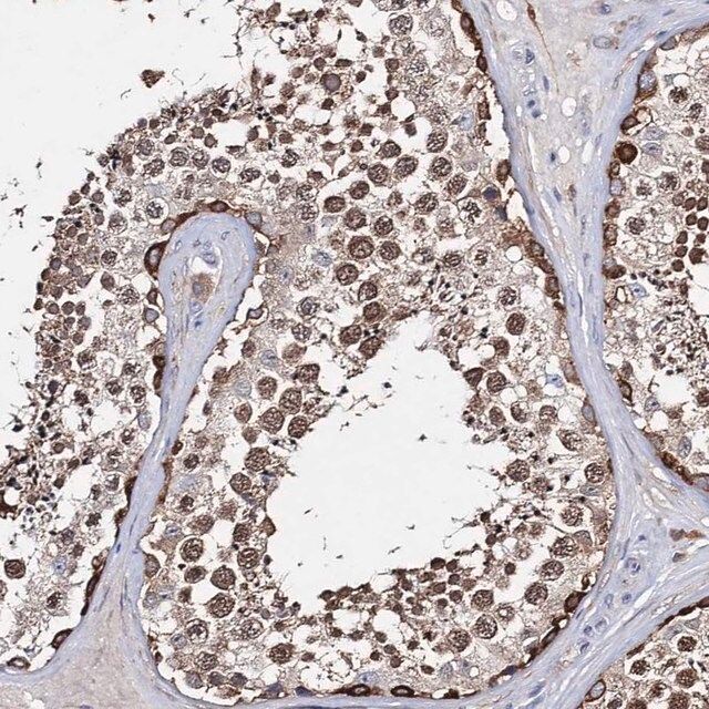 Anti-CFAP46 antibody produced in rabbit