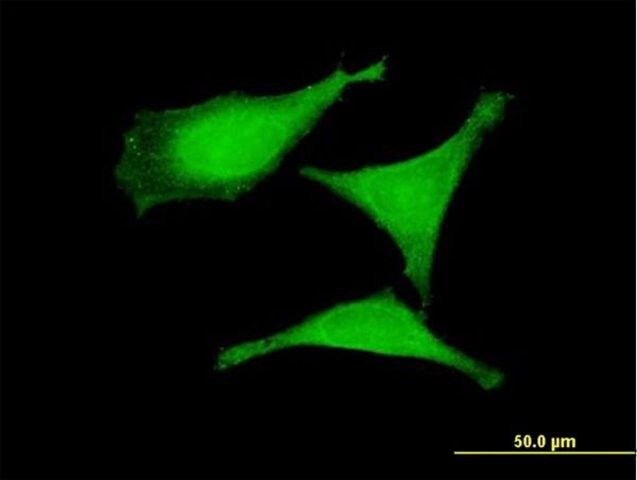 Anti-CGRRF1 antibody produced in mouse