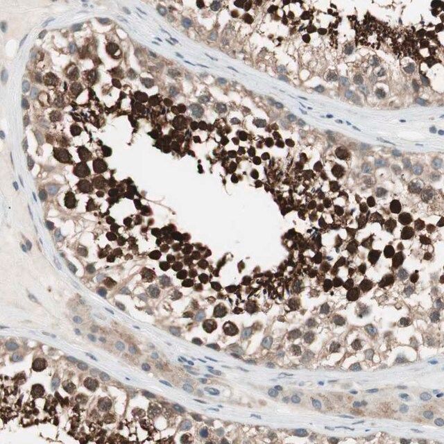 Anti-CGRRF1 antibody produced in rabbit