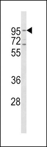 ANTI-CD71(C-TERMINAL) antibody produced in rabbit