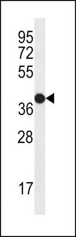 ANTI-CD271(C-TERMINAL) antibody produced in rabbit