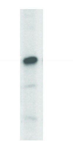 Anti-CD1C (96-110) antibody produced in rabbit