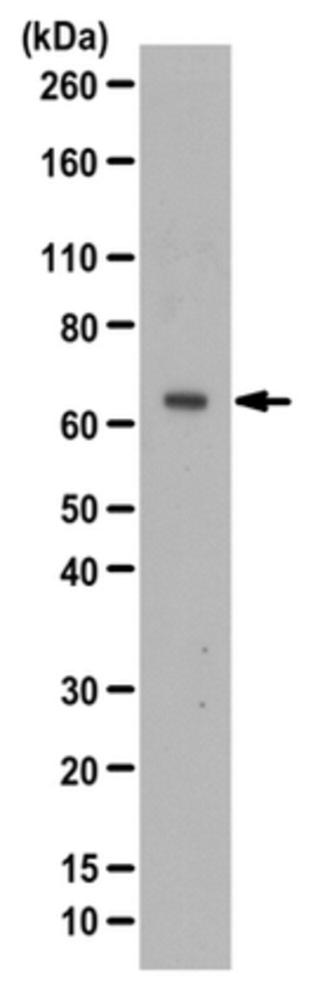 Anti-CDC7 Antibody