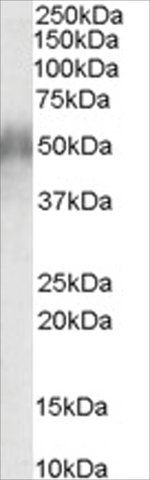 Anti-CD2BP2, N-Terminal antibody produced in goat