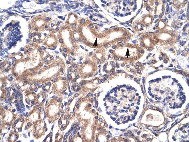 Anti-CDC2 (C-terminal) antibody produced in rabbit